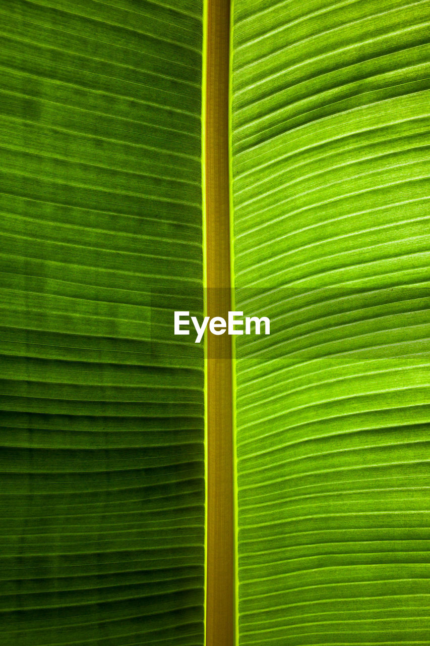 FULL FRAME SHOT OF PALM LEAF WITH GREEN LEAVES