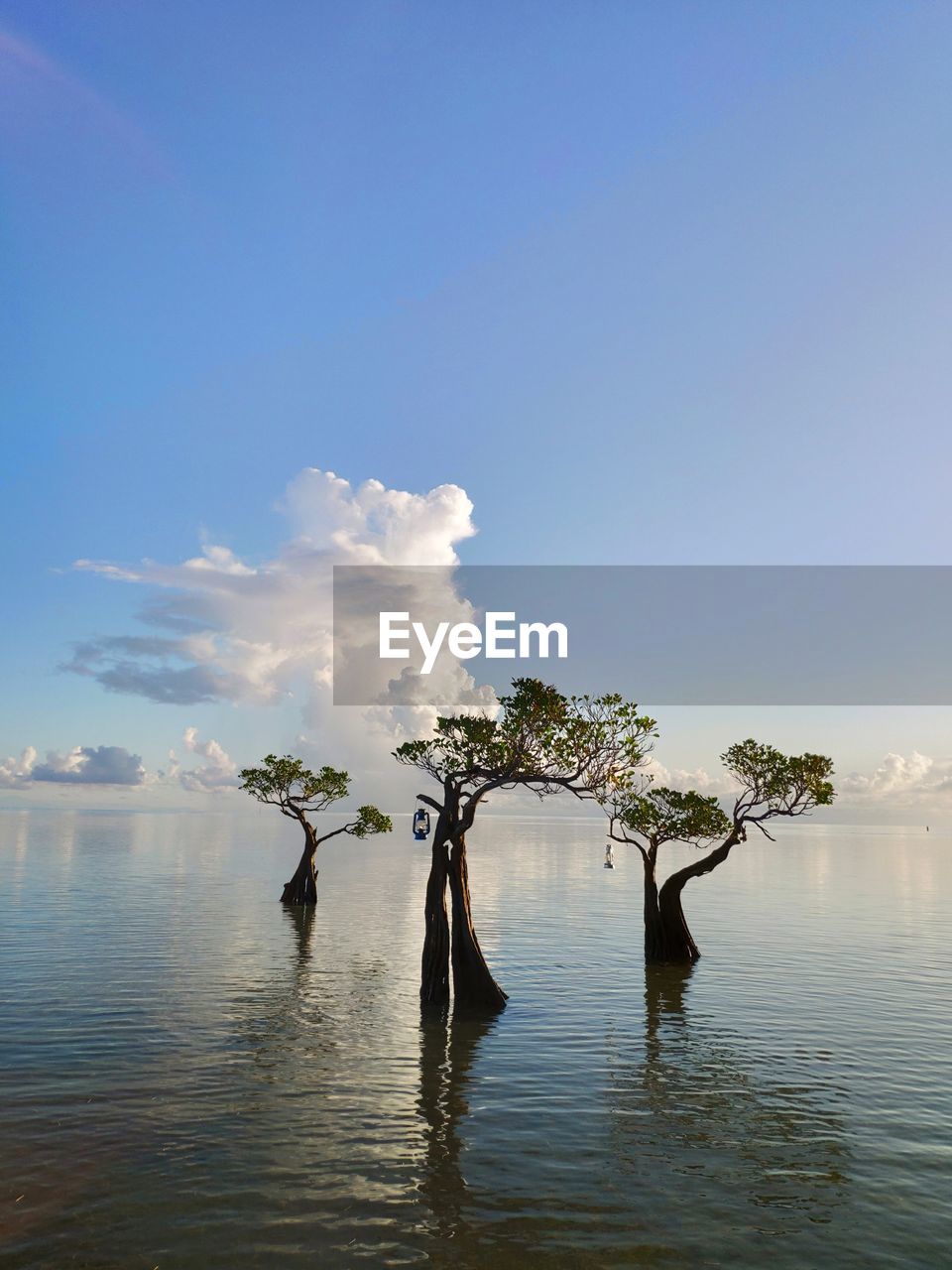 SCENIC VIEW OF LAKE BY TREES AGAINST SKY