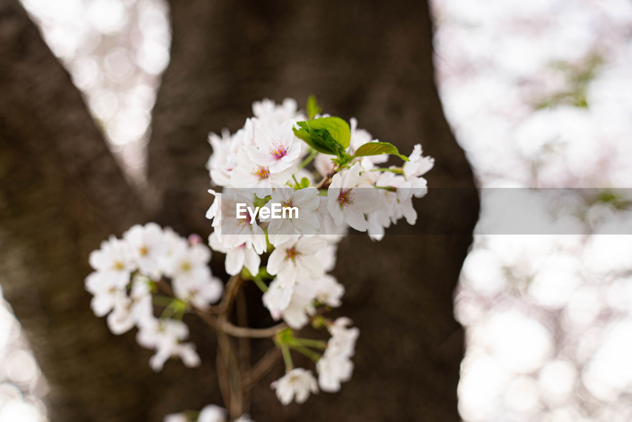 CLOSE-UP OF WHITE CHERRY BLOSSOMS
