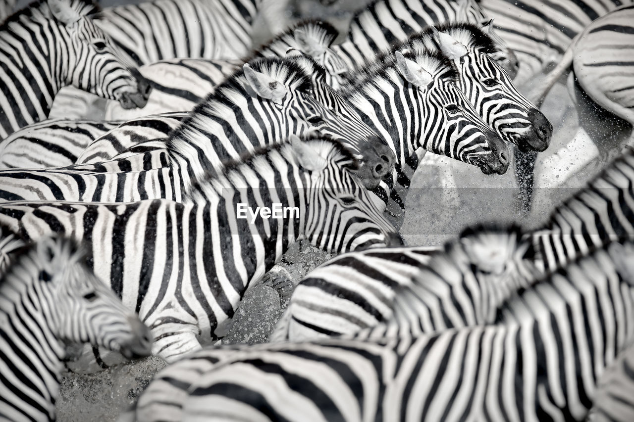 HIGH ANGLE VIEW OF ZEBRA IN THE PATTERN