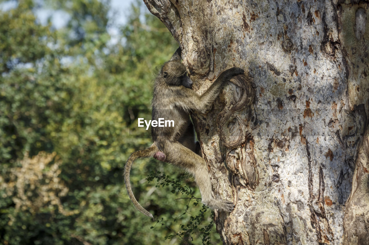 low angle view of monkey on tree trunk