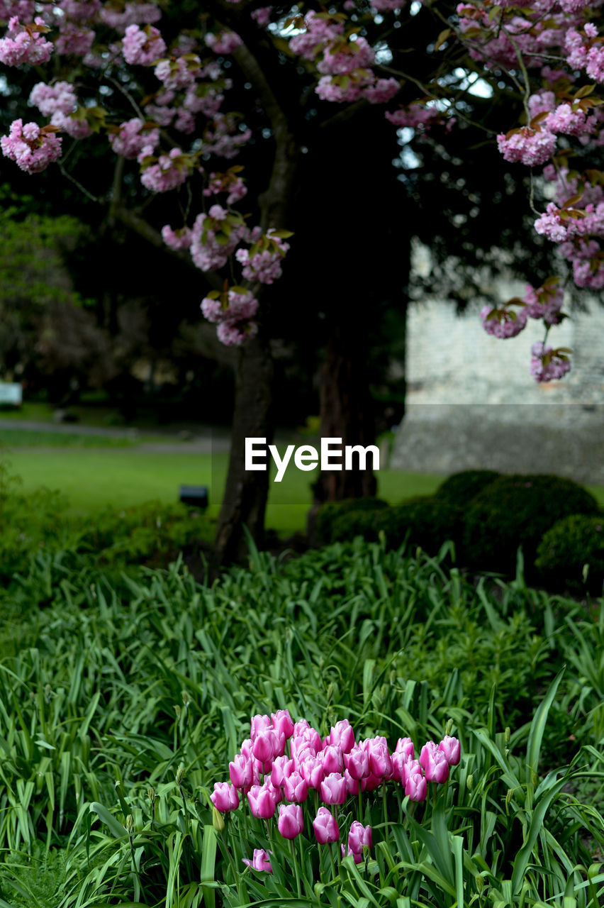 CLOSE-UP OF FRESH FLOWERS BLOOMING IN GARDEN