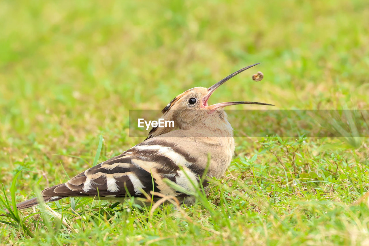 close-up of bird on grassy field