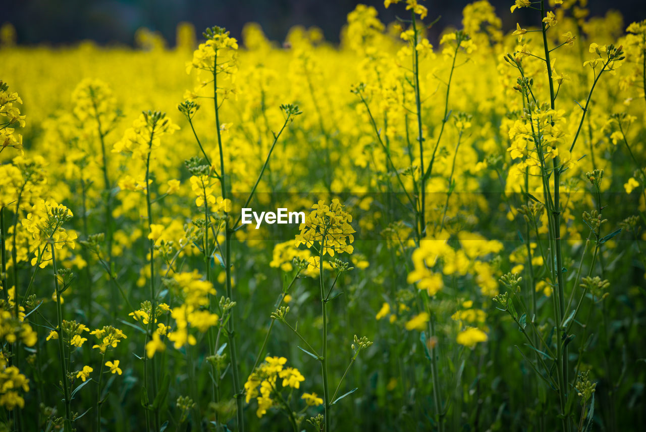 SCENIC VIEW OF YELLOW FLOWERING PLANTS ON FIELD