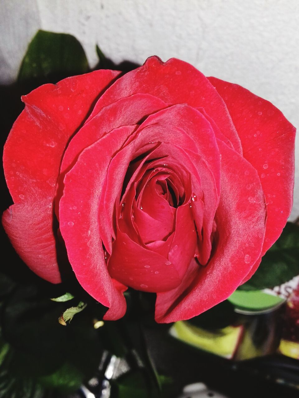 CLOSE-UP OF WET RED ROSE PLANT