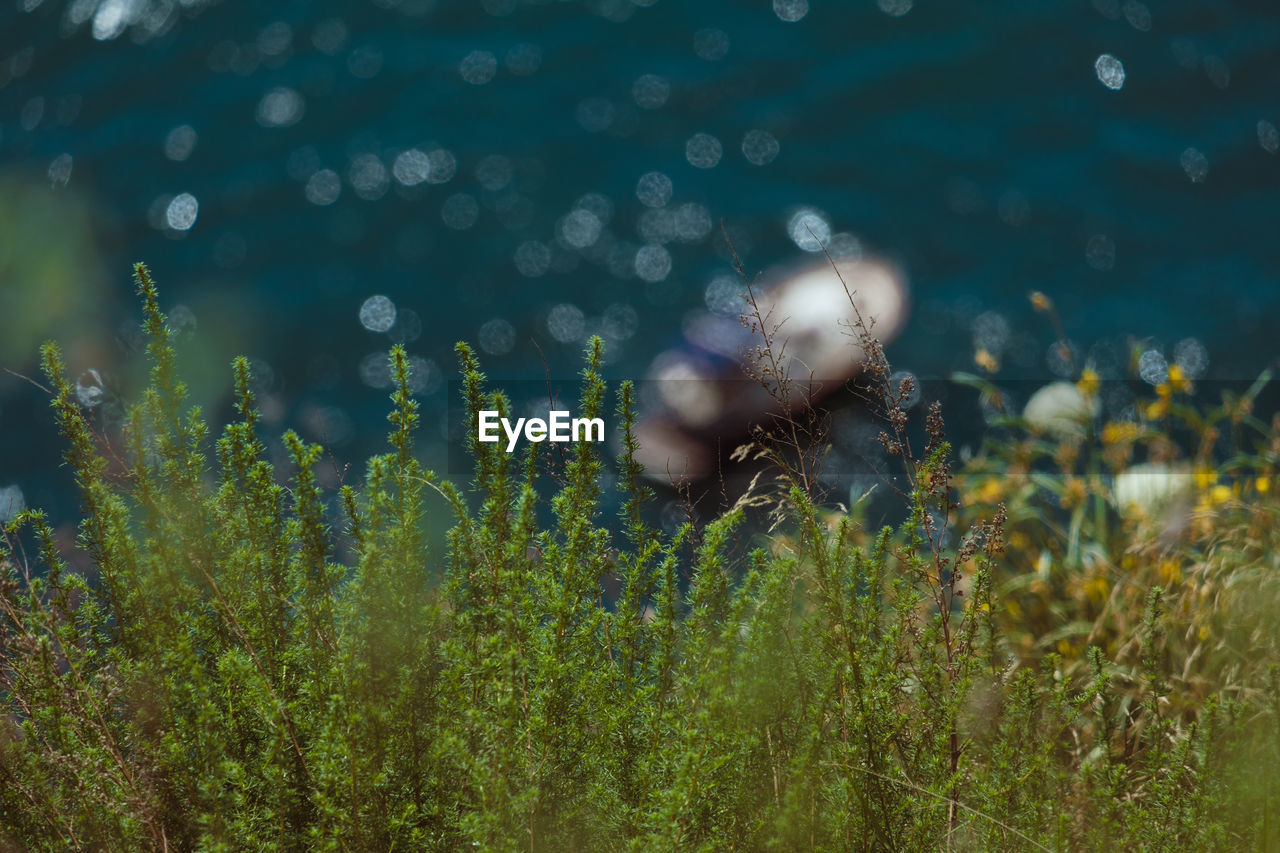 nature, grass, plant, sunlight, green, flower, one person, meadow, land, leaf, macro photography, water, outdoors, beauty in nature, day, environment, autumn, summer, adult, field, growth, flowering plant, selective focus, relaxation, freshness, tranquility, leisure activity