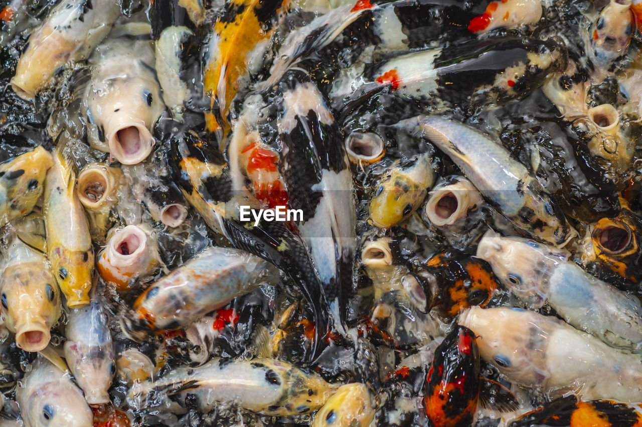 The koi fish that were fighting for food looked very excited.