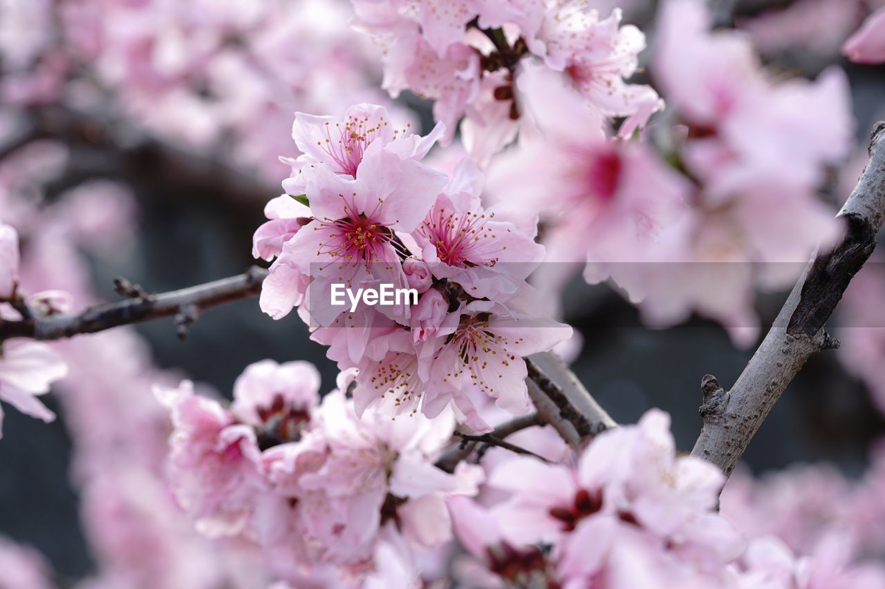 CLOSE-UP OF PINK BLOSSOMS ON BRANCH