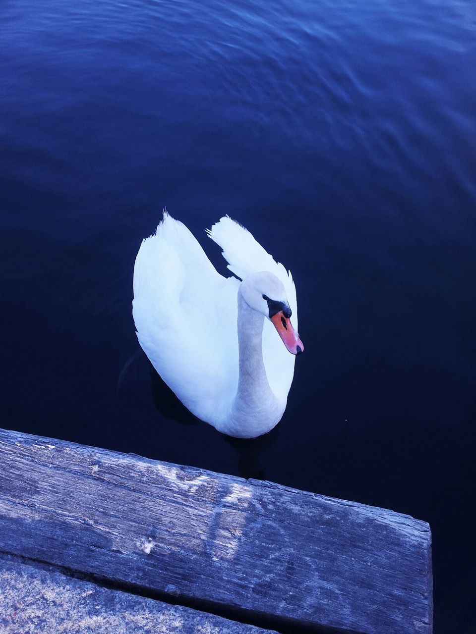 High angle view of swan floating on lake