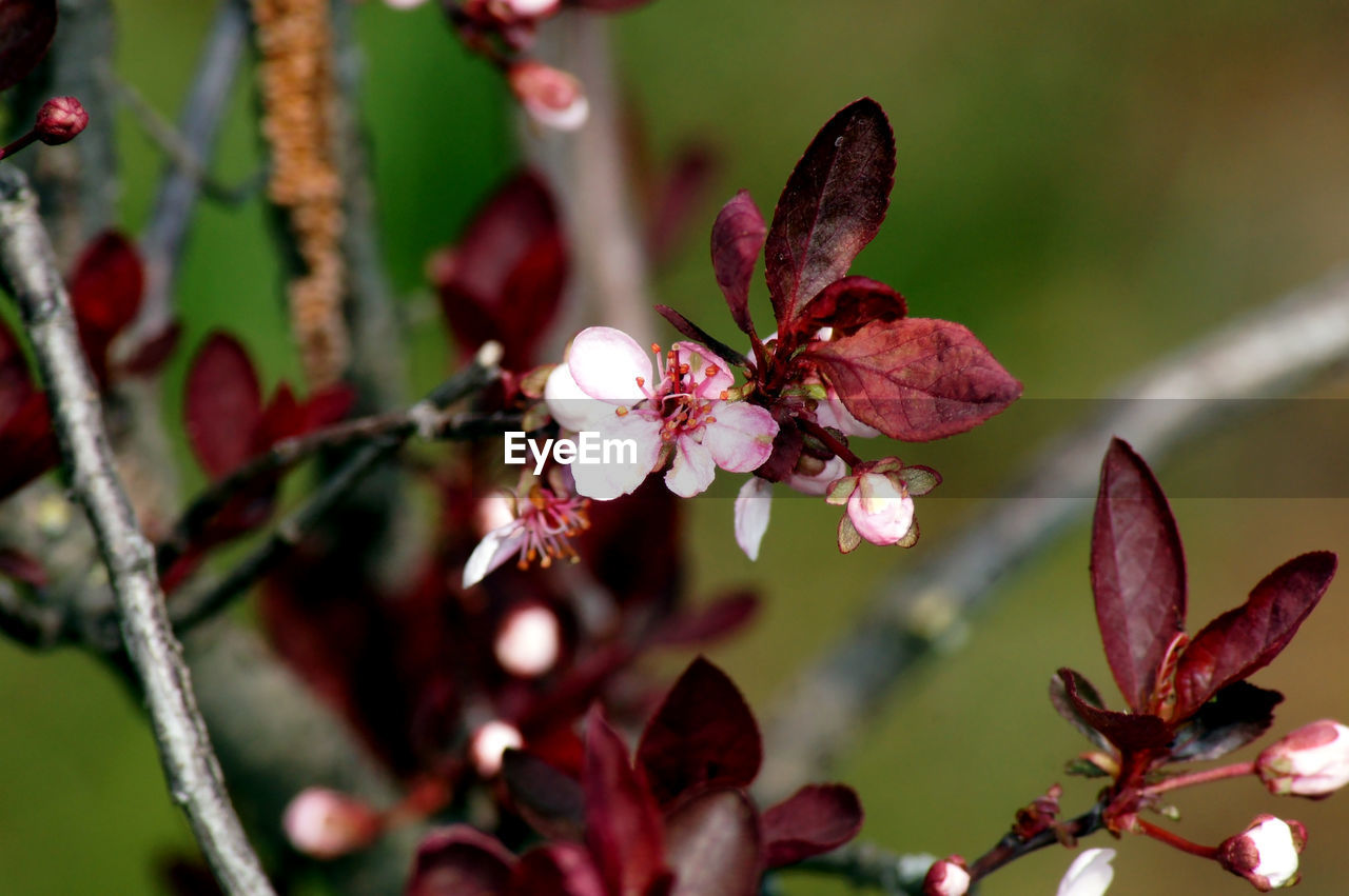 CLOSE-UP OF FLOWERING PLANTS