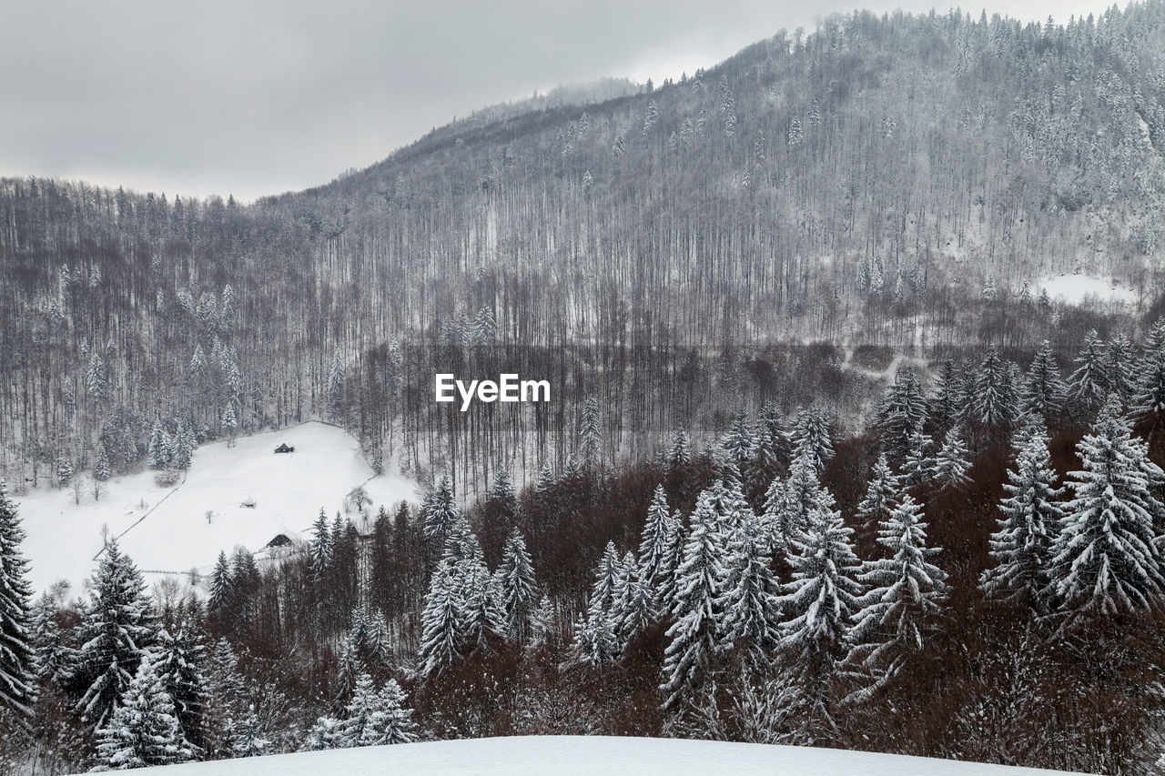 Trees on snow covered mountains against sky