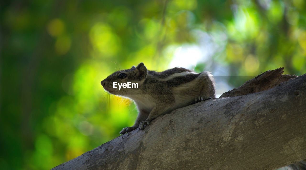 Low angle view of squirrel on tree