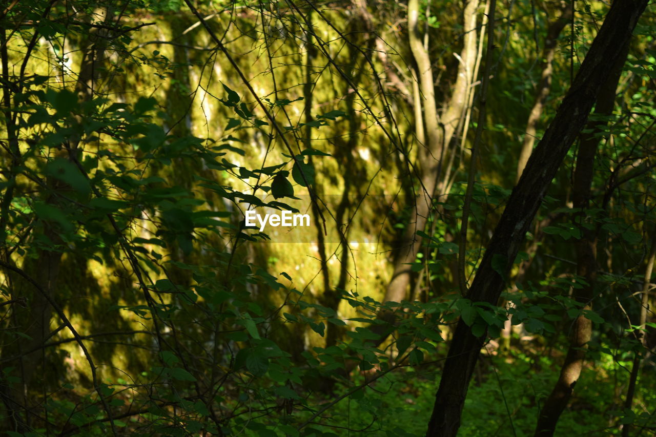 Trees in forest