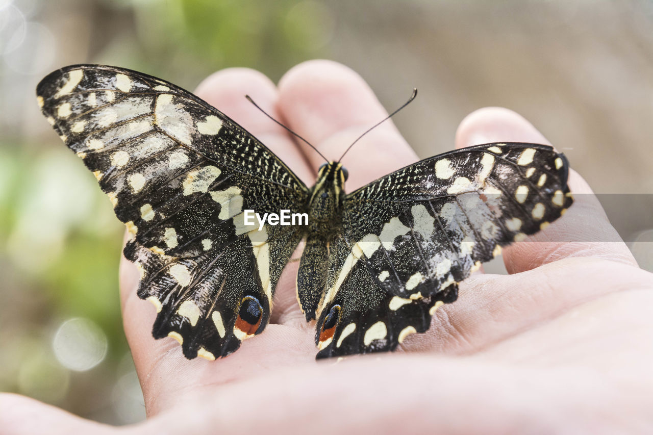 CLOSE-UP OF BUTTERFLY ON HUMAN HAND HOLDING LEAF