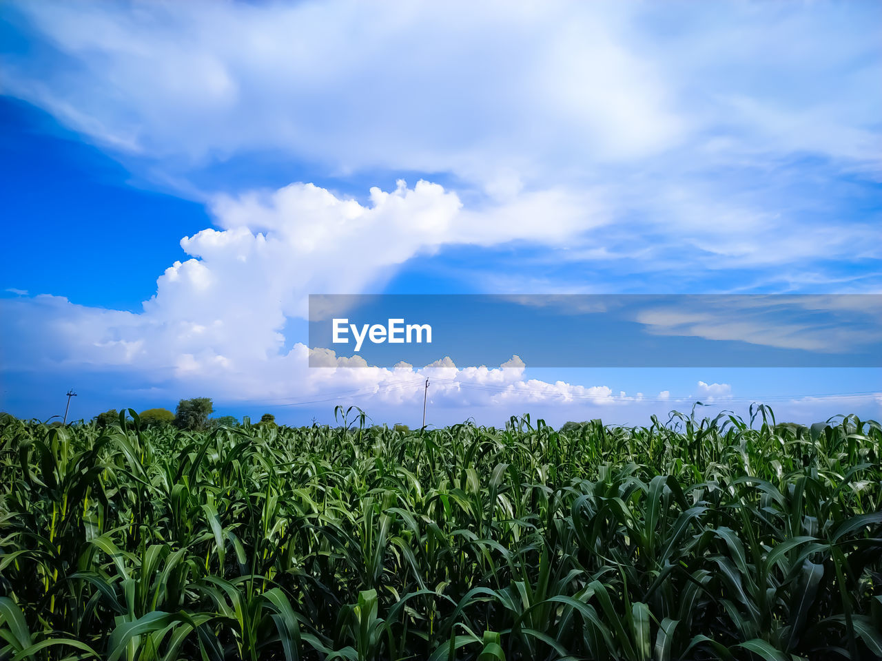 Field of millet plants under the sky with attractive clouds