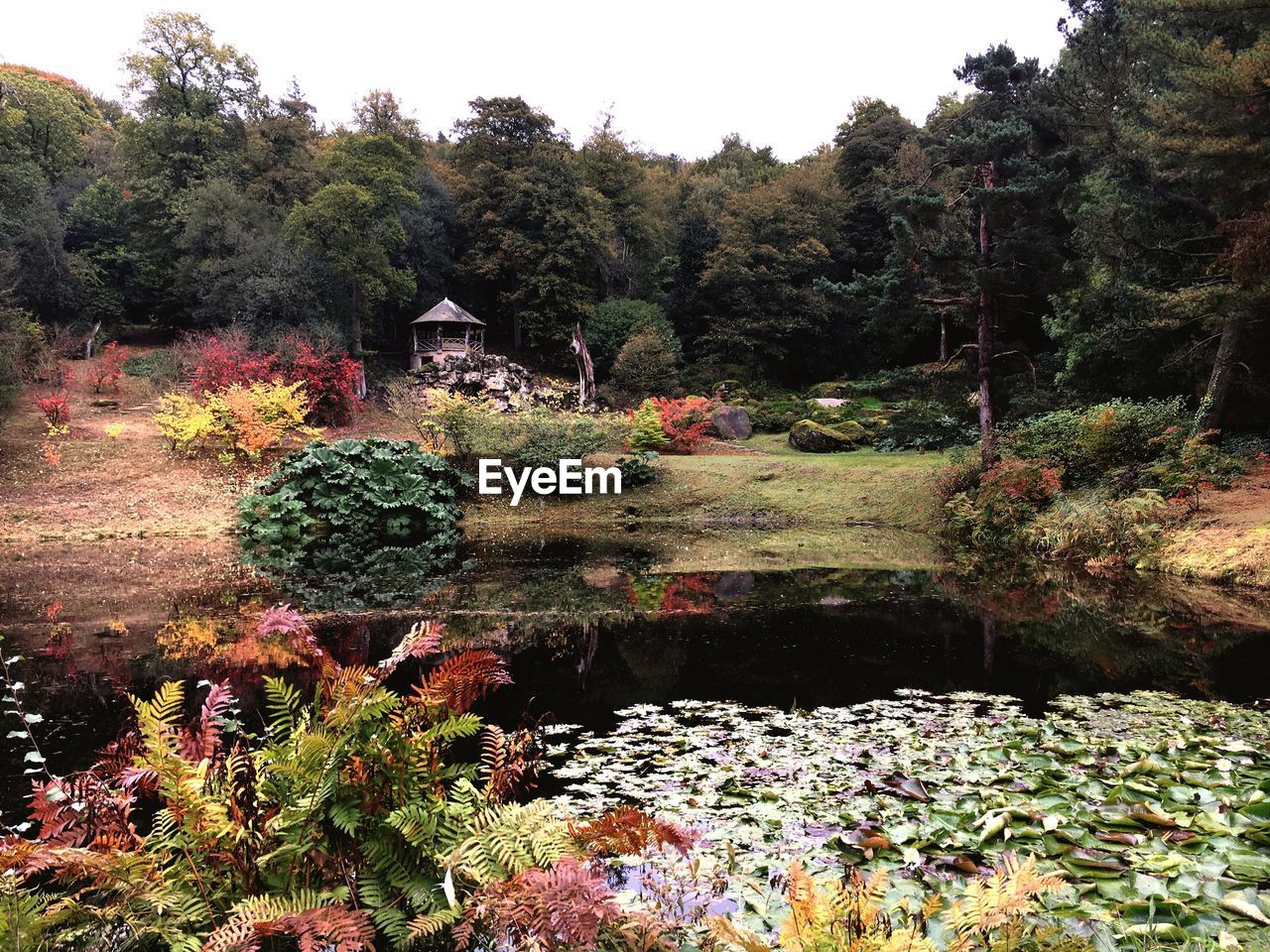 PLANTS AND TREES BY WATER