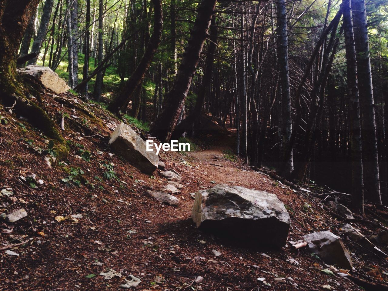 Trees in forest