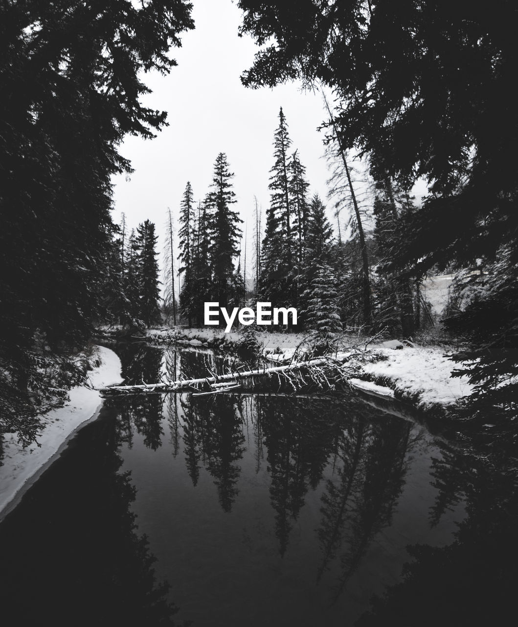 REFLECTION OF TREES ON WATER IN FOREST