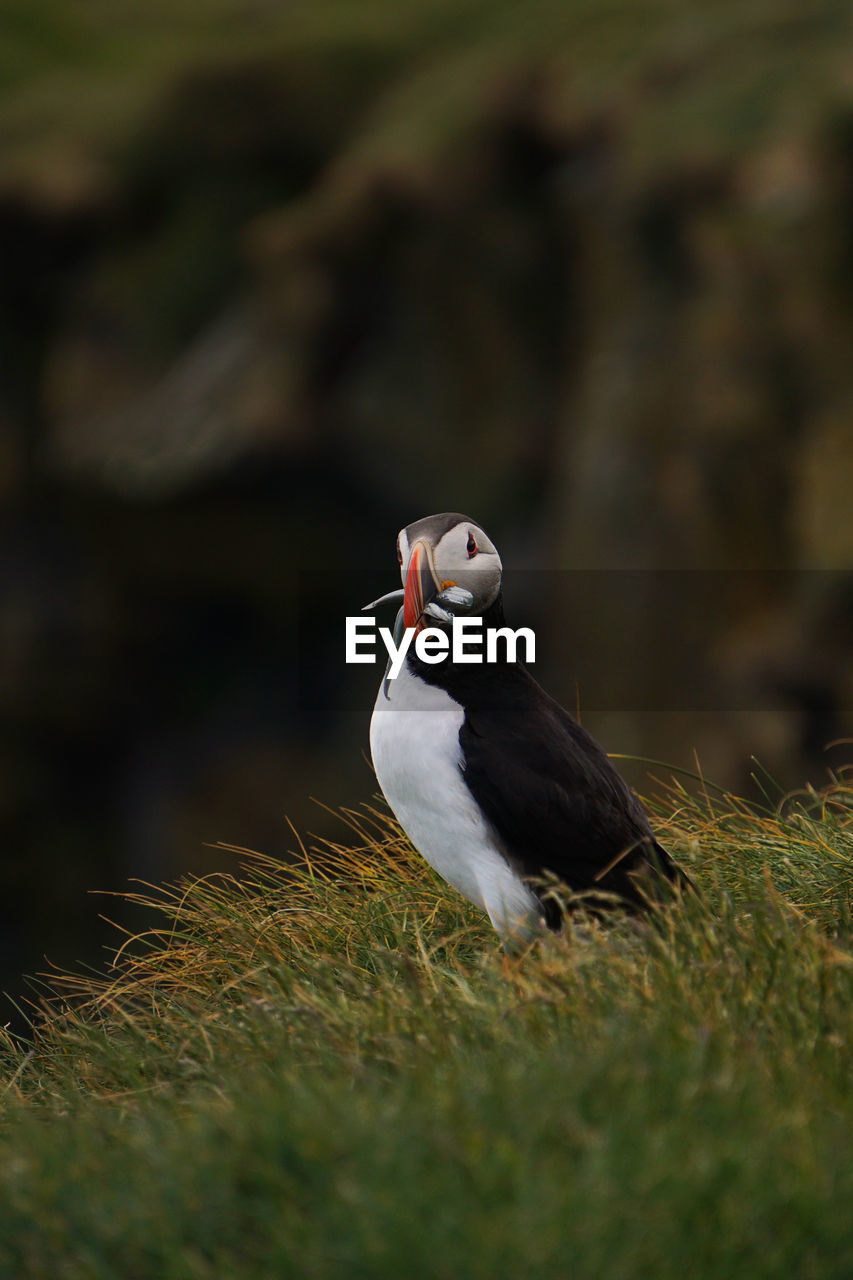 Puffin carrying saltwater eels in beak on grass