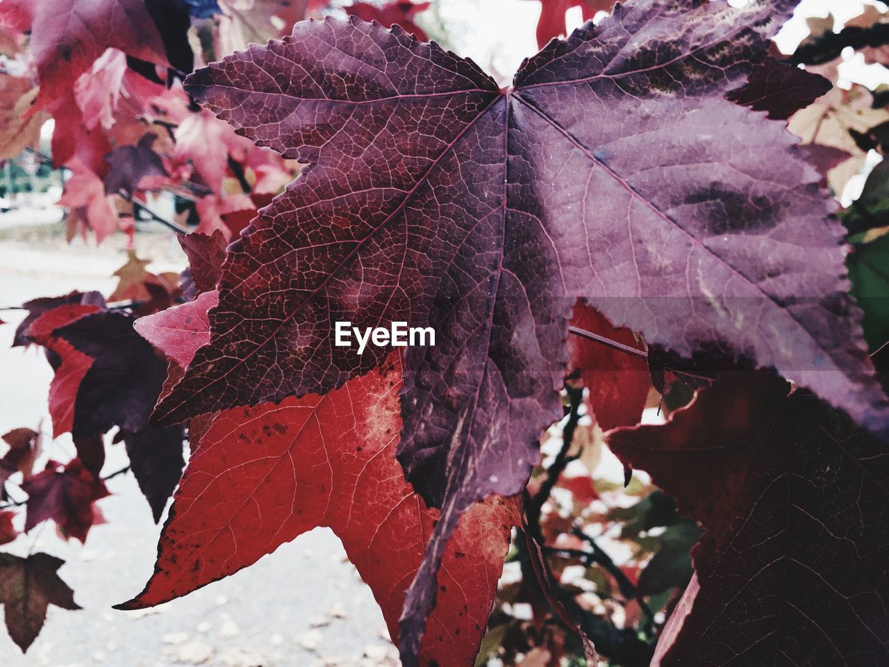 Close-up of red, dry maple leaves on tree