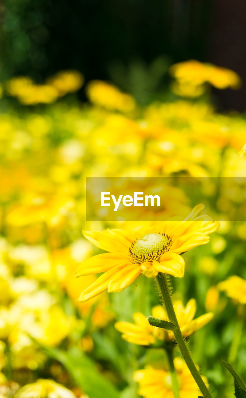 CLOSE-UP OF BEE POLLINATING YELLOW FLOWER