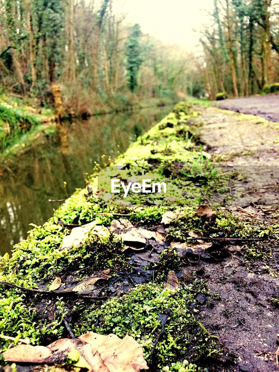 SCENIC VIEW OF LANDSCAPE AGAINST TREES