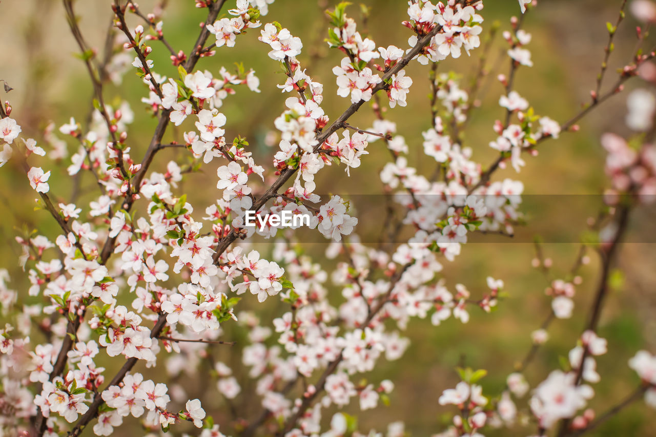 CLOSE-UP OF PINK CHERRY BLOSSOM