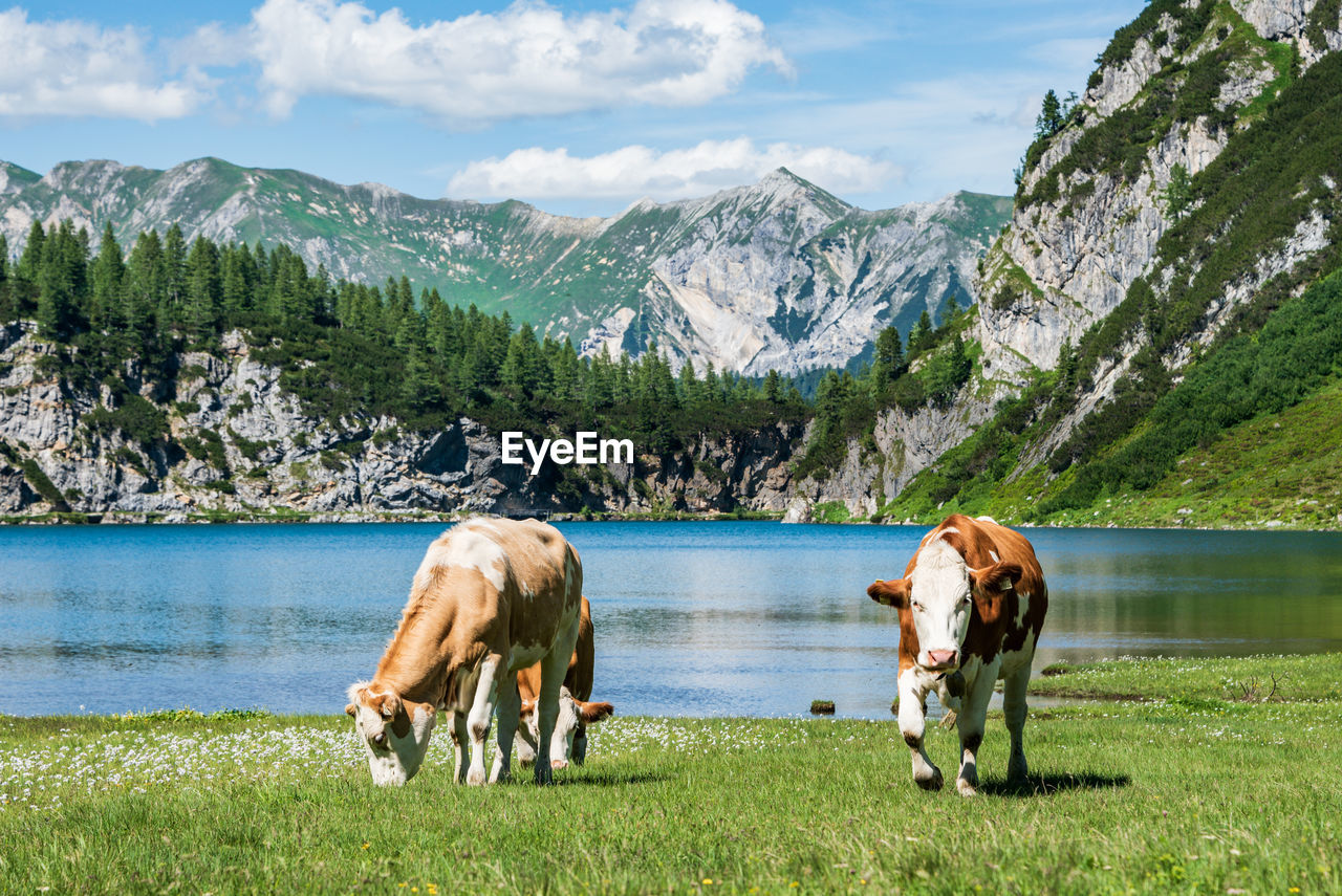 A herd of cows grazing on an alpine meadow at lake and at the foot of a high mountain