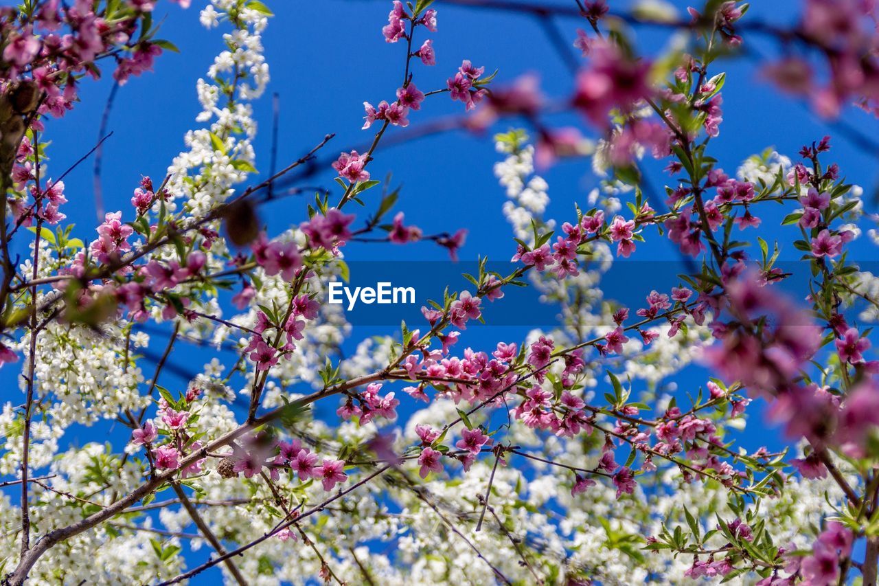 LOW ANGLE VIEW OF PINK FLOWER TREE