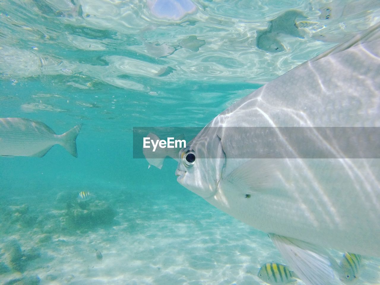 Close-up of fish swimming in sea