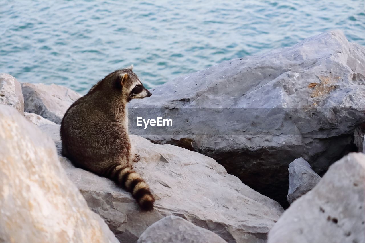 High angle view of raccoon on rock