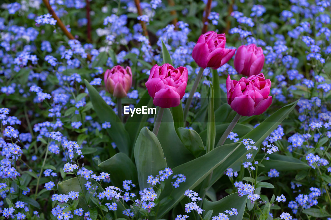 Close-up of pink flowering plants on field