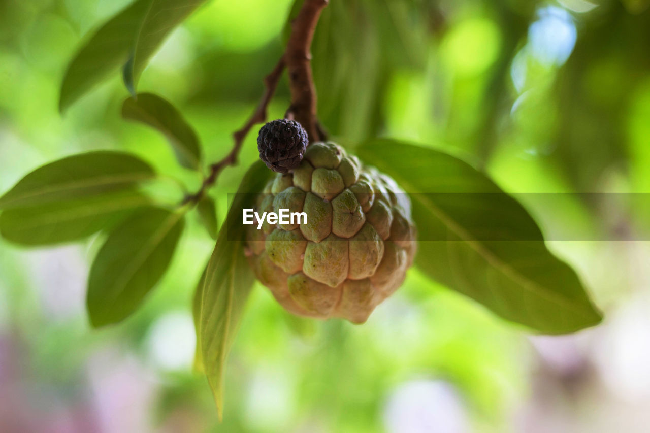 CLOSE-UP OF FRUITS GROWING ON PLANT