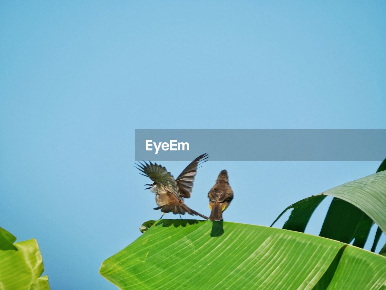 LOW ANGLE VIEW OF A BIRD FLYING AGAINST CLEAR SKY