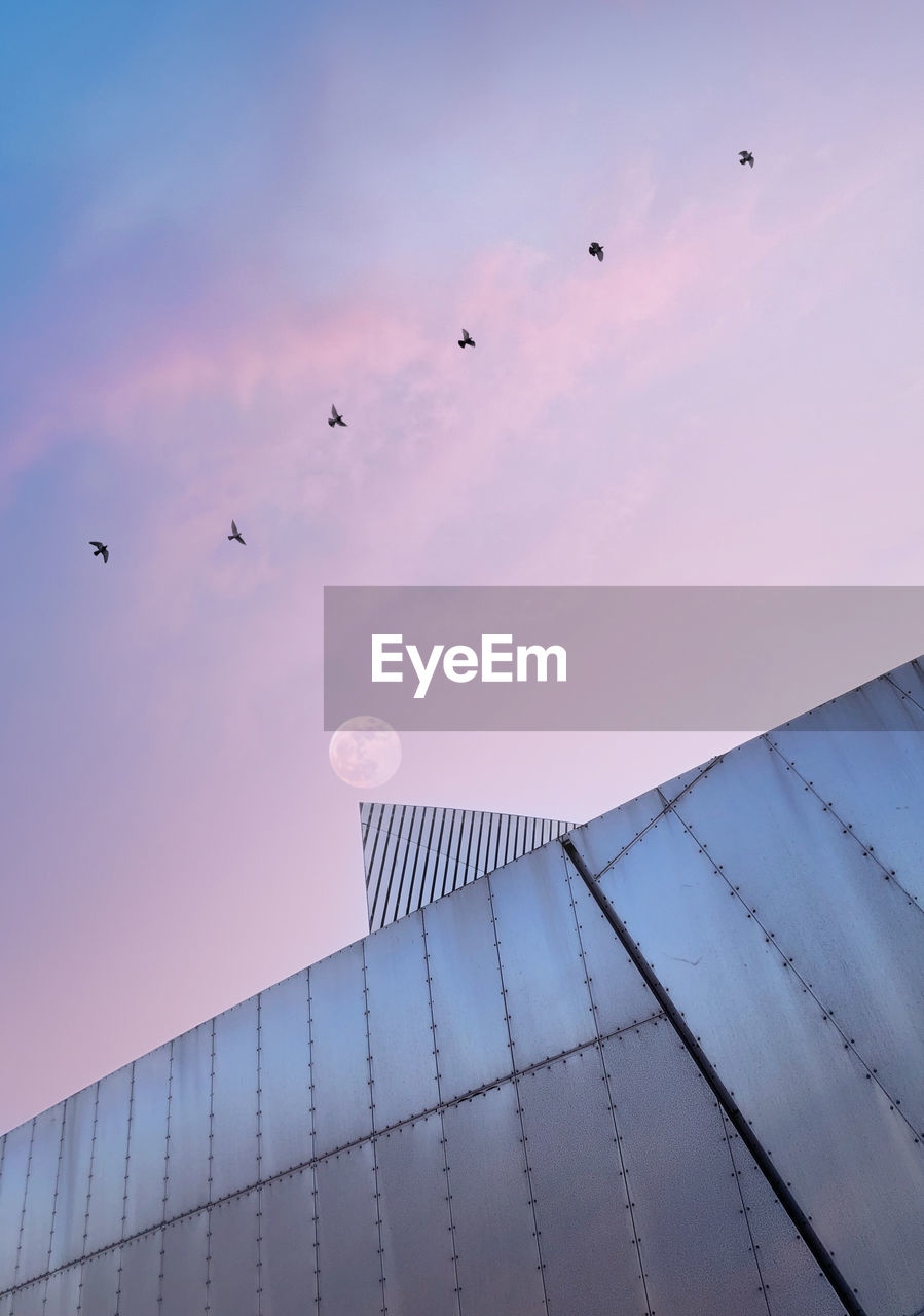 Low angle view of birds flying above a steel building in the light pink sky with a moon