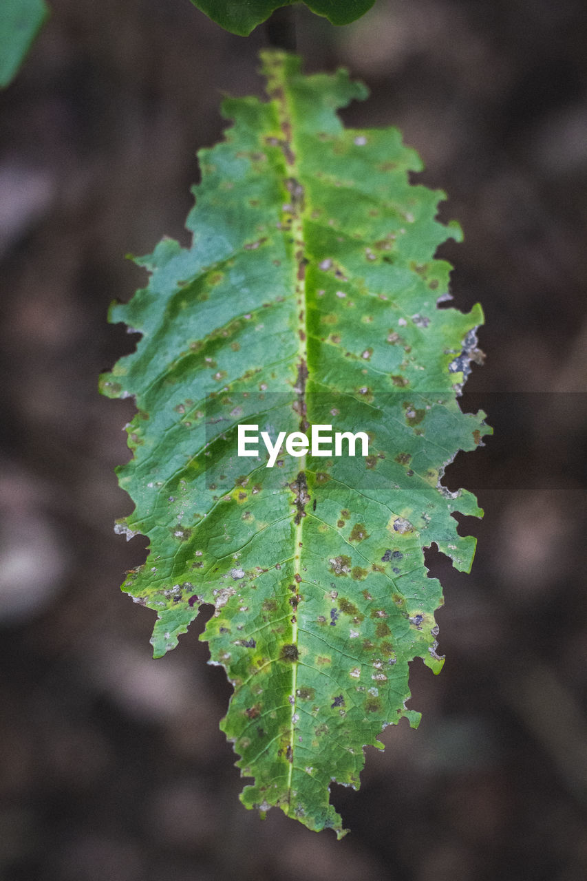 HIGH ANGLE VIEW OF PLANT GROWING ON LEAF