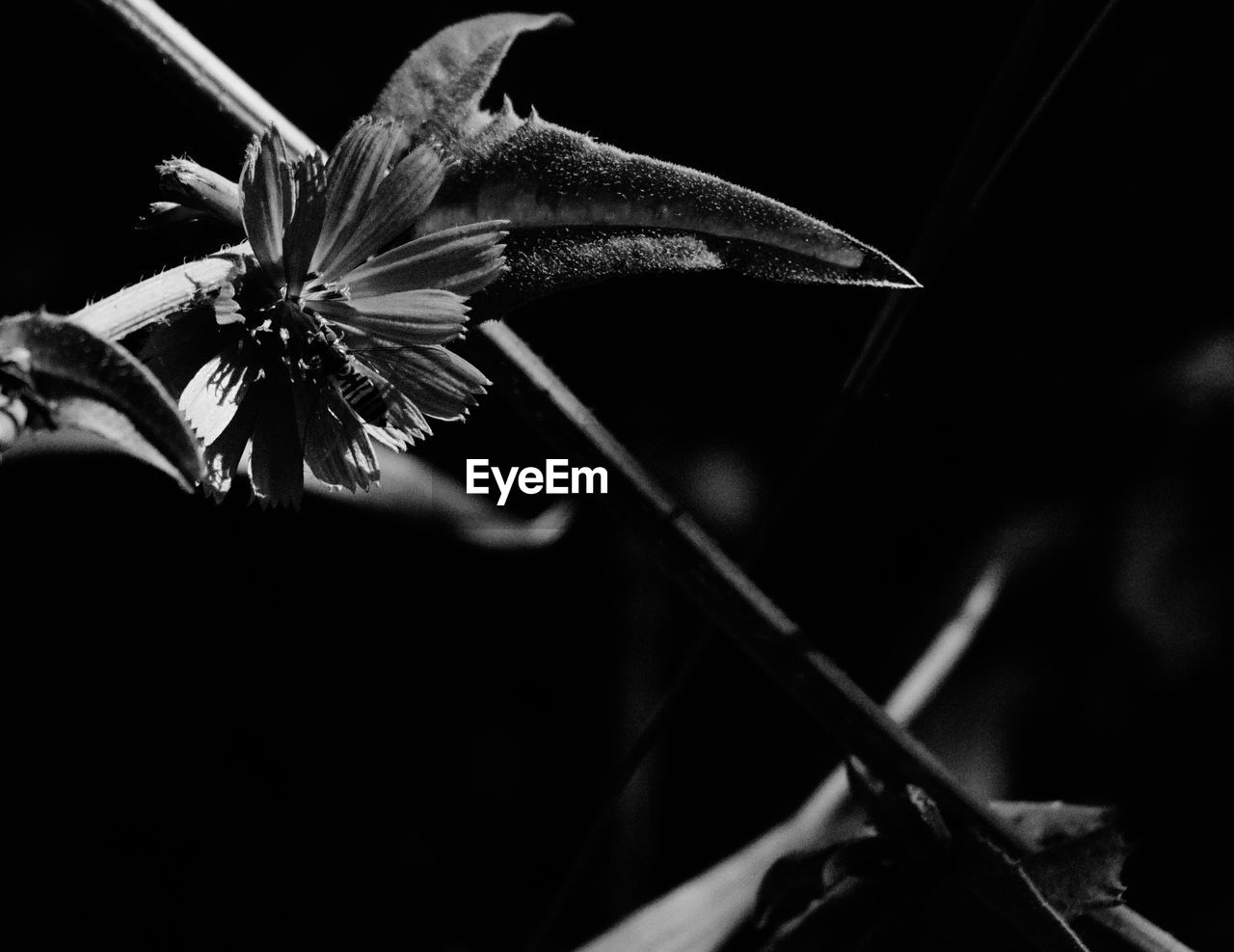 CLOSE-UP OF FLOWERING PLANTS