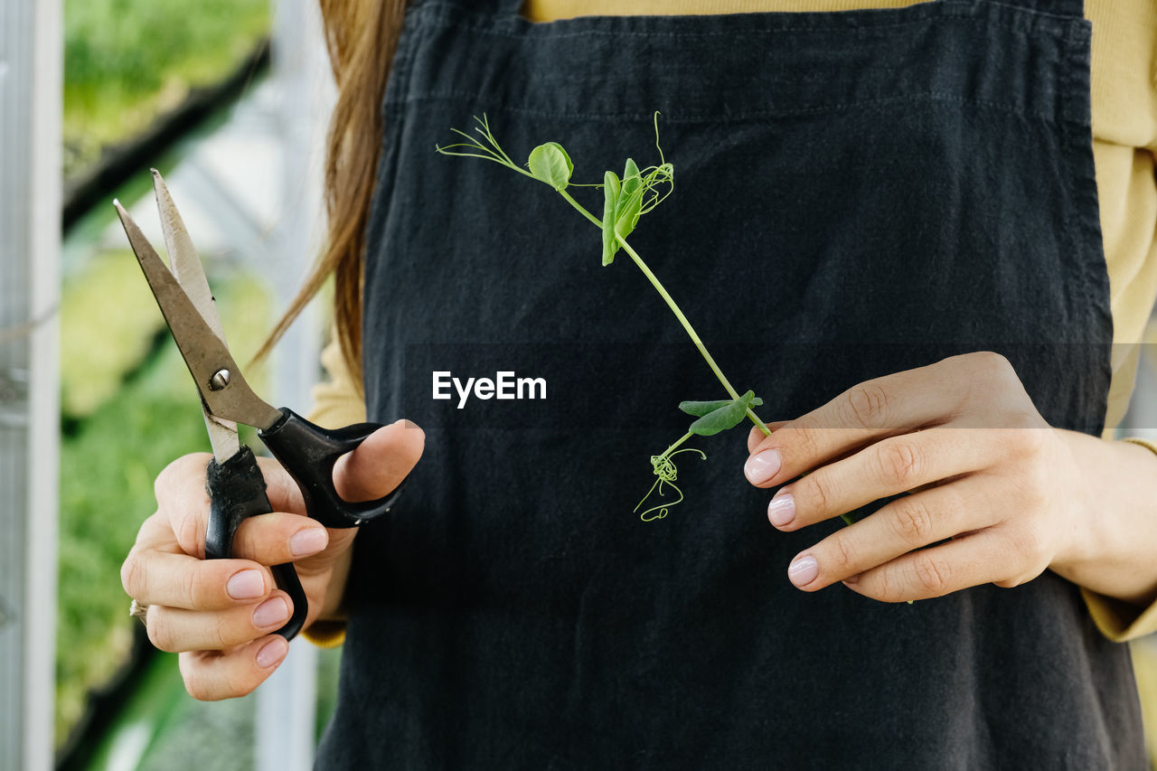 Microgreens growing background with raw sprouts in female hands cut. fresh raw herbs 