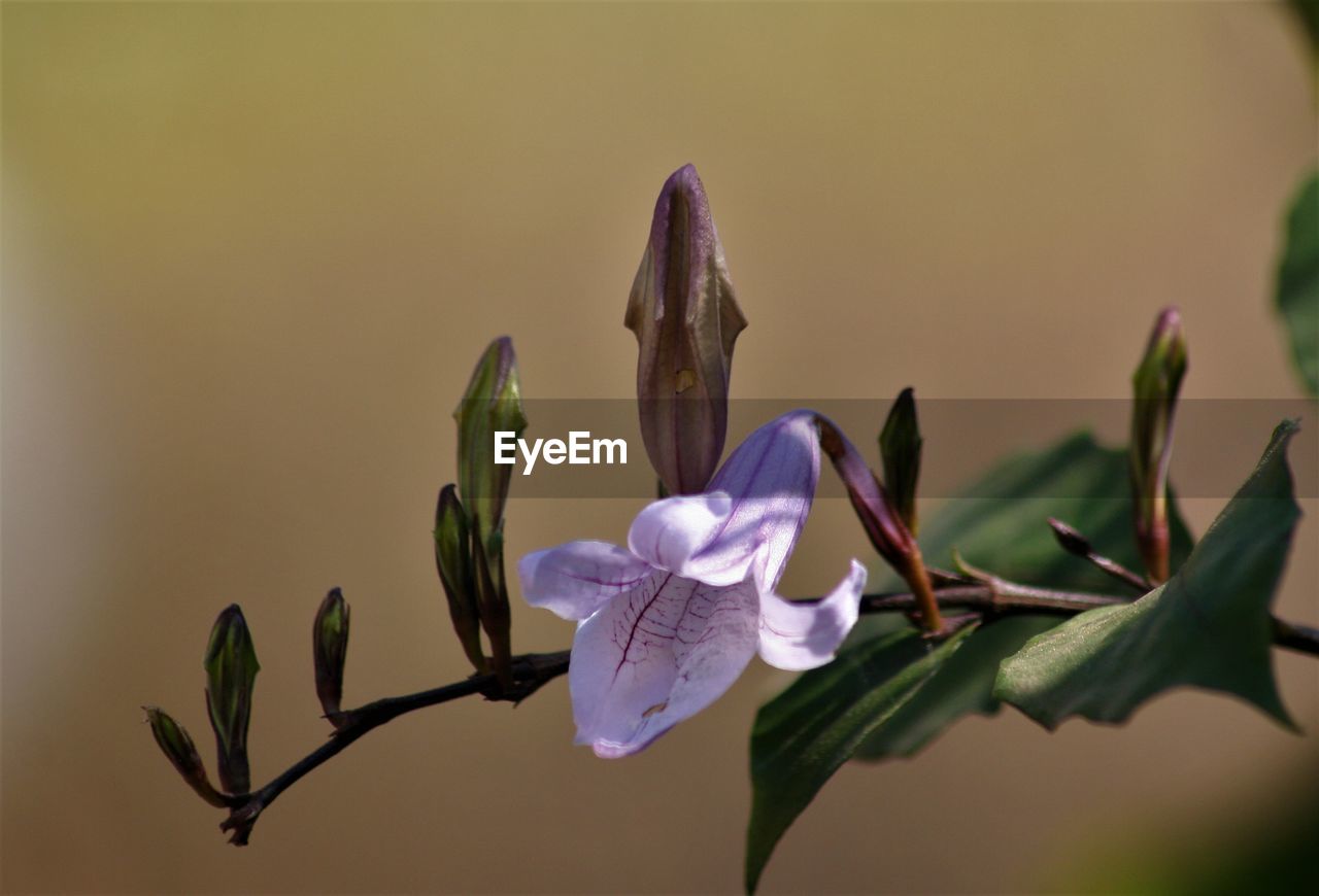 Close-up of purple flowering plant