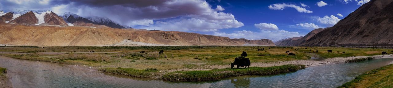 Panoramic shot of cow grazing on field against sky