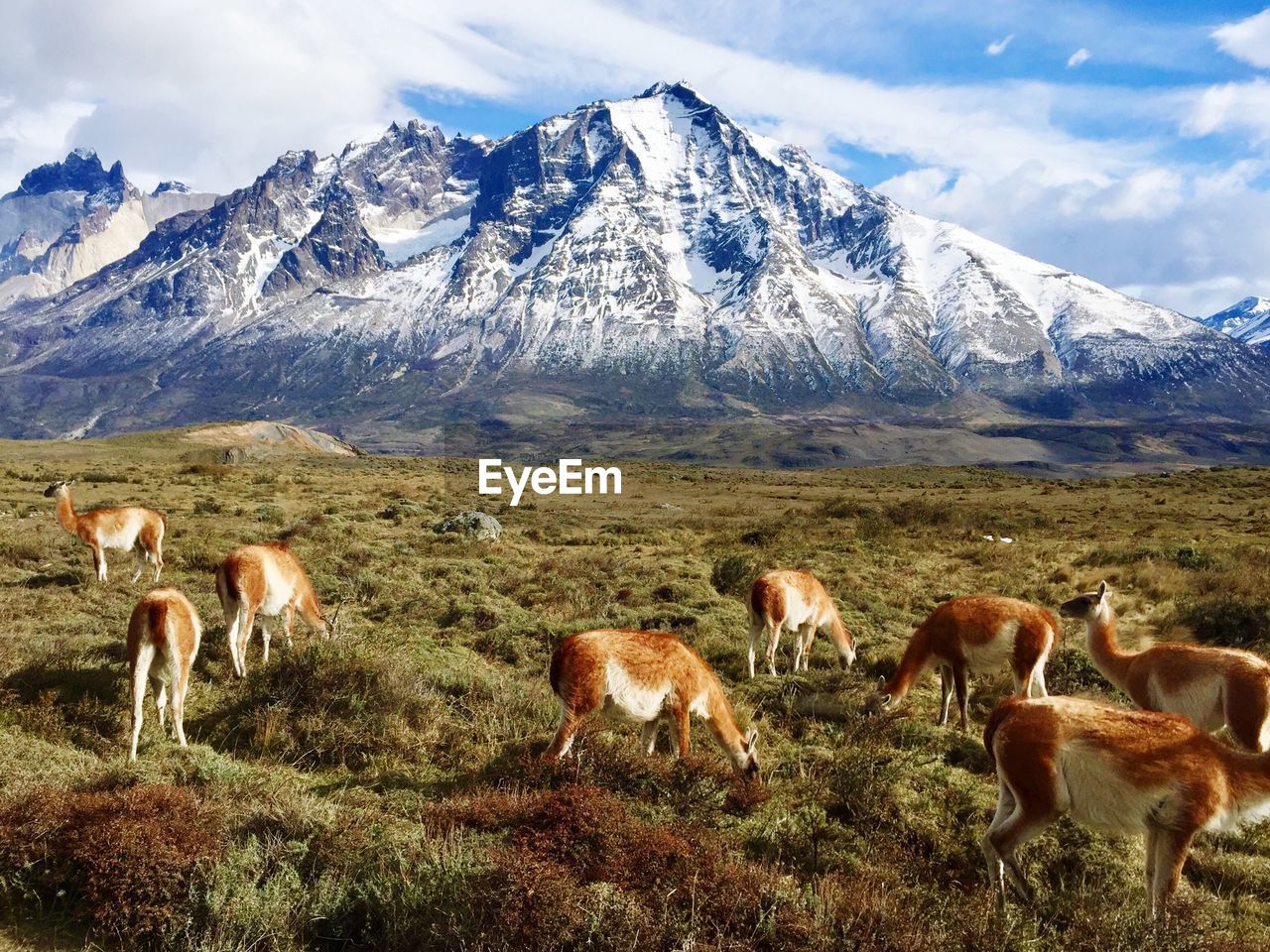Vicunas grazing on field against mountains