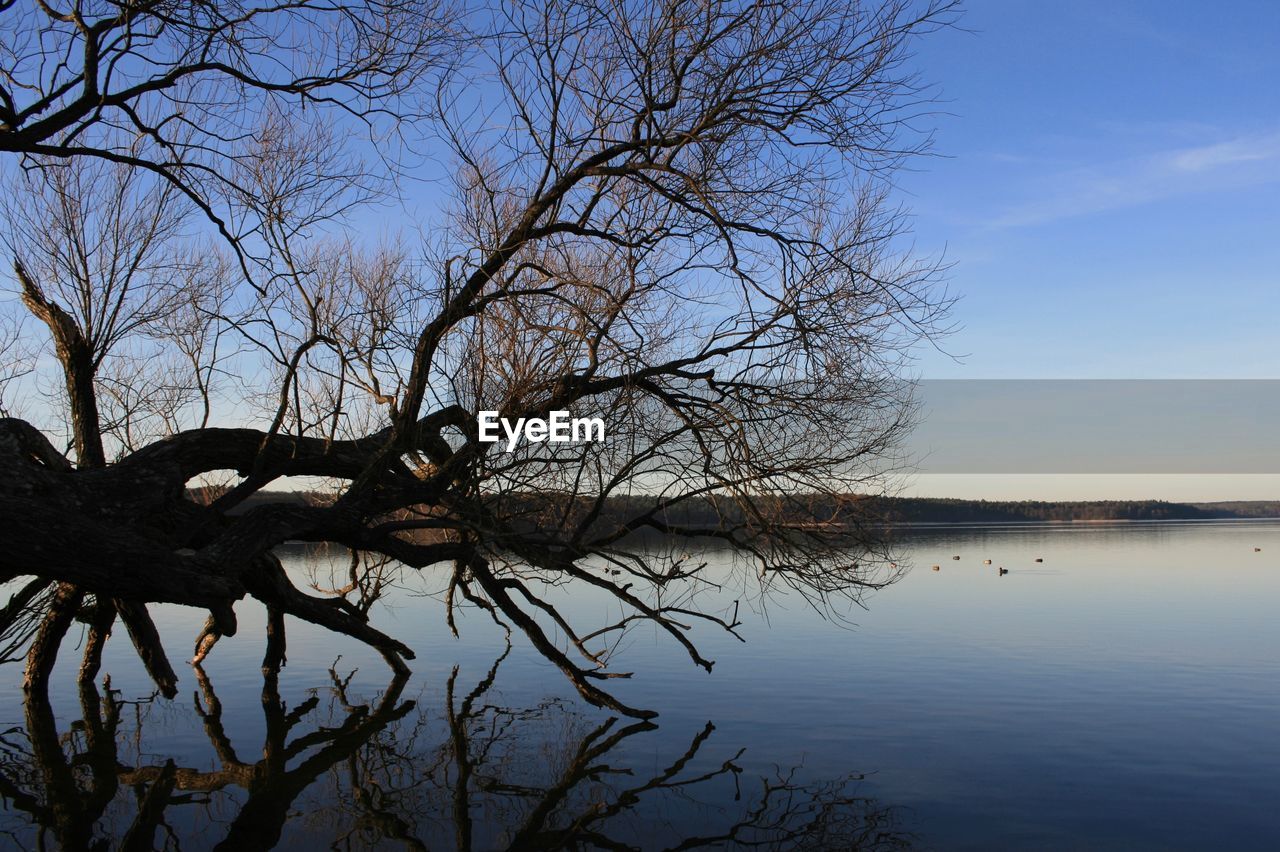 BARE TREE AGAINST LAKE