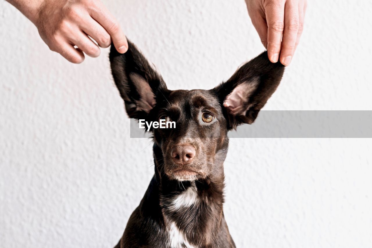 Cropped hands holding dog ears against wall