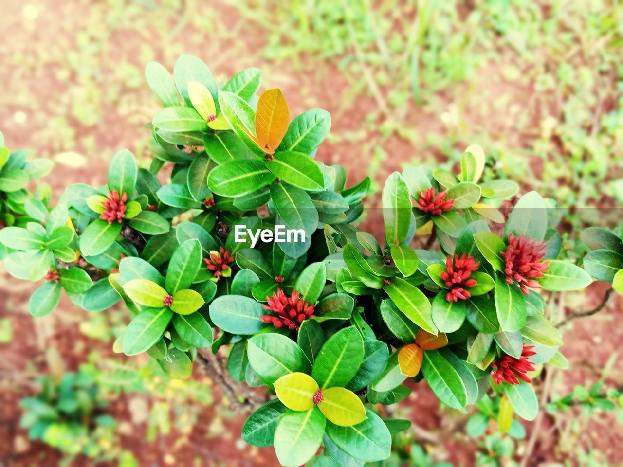 HIGH ANGLE VIEW OF FLOWERING PLANTS