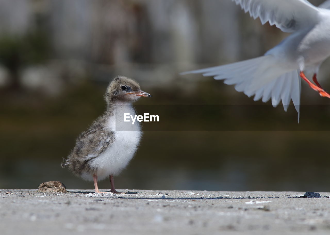 CLOSE-UP OF BIRDS FLYING