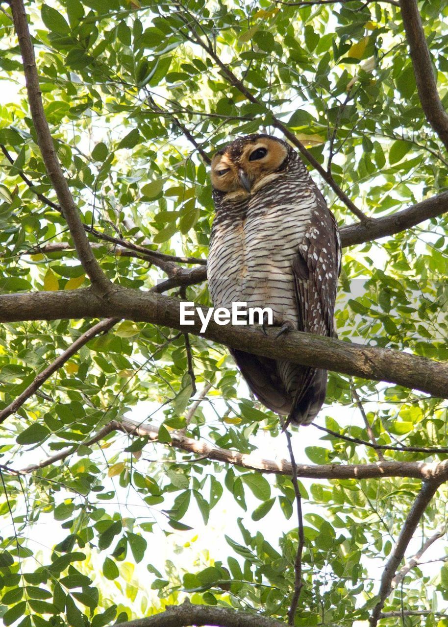 LOW ANGLE VIEW OF BIRD PERCHING ON TREE TRUNK