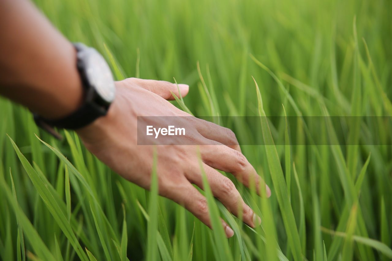 Close-up of hand against grass in field
