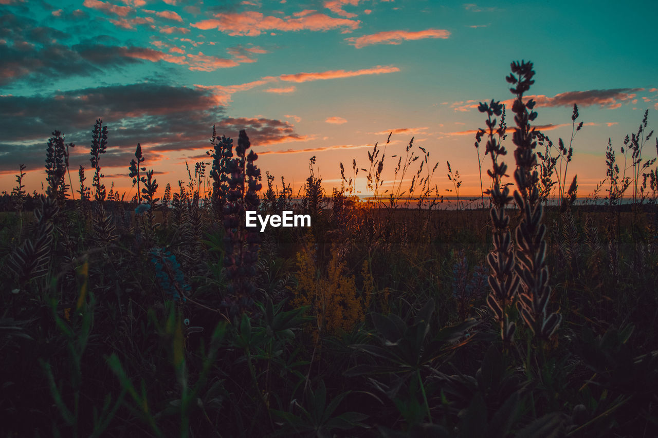 Close-up of plants on field against sky during sunset