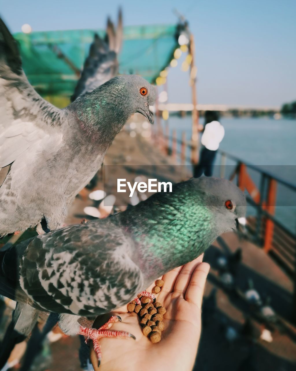 CLOSE-UP OF HAND HOLDING BIRD PERCHING ON FINGER