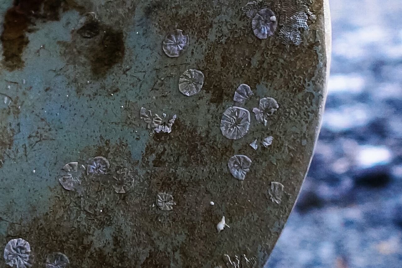 Lichen on rusted surface